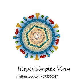 Herpes Simplex Virus Particle Structure