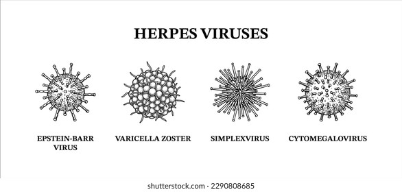 Herpes-Viren. Handgezeichneter Satz von Mikroorganismen. Wissenschaftliche Vektorgrafik im Skizzenstil.