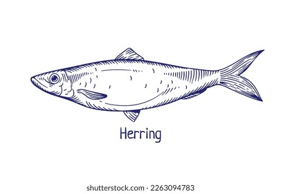 Herring, Atlantic ocean fish drawn in retro style. Retro engraved sea marine saltwater animal, side view. Clupea harengus. Detailed vintage etched vector illustration isolated on white background