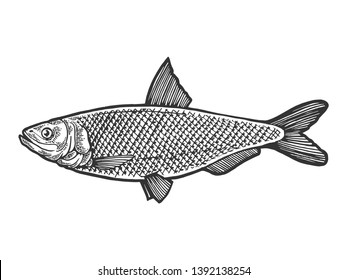 Herring Clupea fish food animal sketch engraving vector illustration. Scratch board style imitation. Black and white hand drawn image.