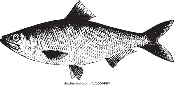 Herring, Clupea Pallasii. Fish collection. Healthy lifestyle, delicious food. Hand-drawn images, black and white graphics.