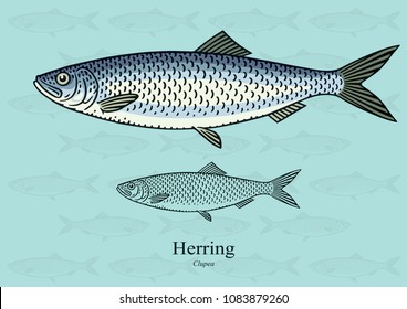 Herring (Clupea spp.). Vector illustration with refined details and optimized stroke that allows the image to be used in small sizes (in packaging design, decoration, educational graphics, etc.)