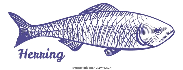 Herring drawing. Silver darling sea fish sketch