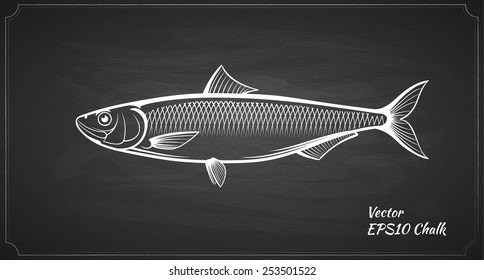 herring fish chalk painted on the chalkboard vector illustration