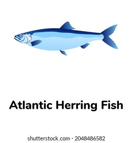 A Herring Fish, Clupeidae Flat Icon