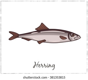 Herring. Fish collection. Vector illustration of fish for design menus, recipes and packages product.