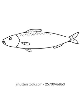 herring fish illustration hand drawn outline vector