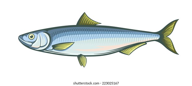 herring fish isolated vector illustration