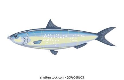 Herring fish on white background, seafood. Vector illustration.
