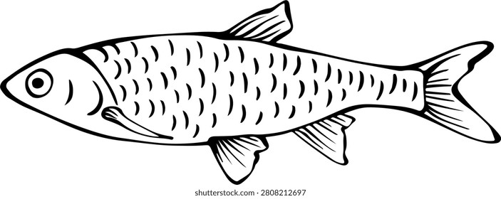 Herring fish seafood hand drawn vintage engraving style for fishmarket menu banner vector illustration