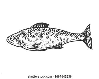 herring fish sketch engraving vector illustration. T-shirt apparel print design. Scratch board imitation. Black and white hand drawn image.