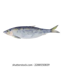 herring fish with style hand drawn digital painting illustration