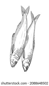 Herring fish. Vector graphics, drawings by hand.