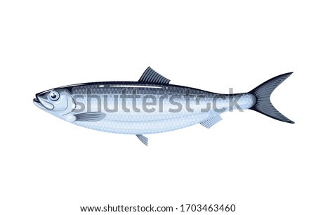 Herring fish. Vector illustration cartoon flat icon isolated on white.