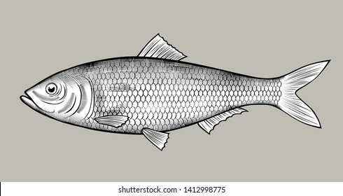 Herring fish. Vintage engraving stylized drawing. Vector illustration