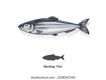 Herring fish watercolor sketch line art. vector illustration.
