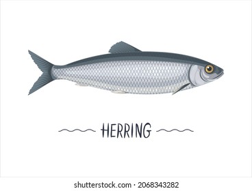 Herring fresh raw cartoon vector object, sign, simbol, emblem isolated on white background. Atlantic, pasific, norvegian herring icon for packaging, label, menu