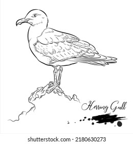 Herring Gull, realistic bird animal sketch, vector illustration