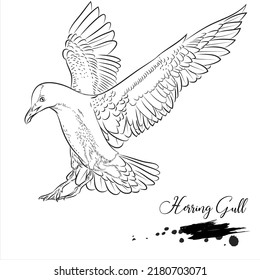 Herring Gull, realistic bird animal sketch, vector illustration