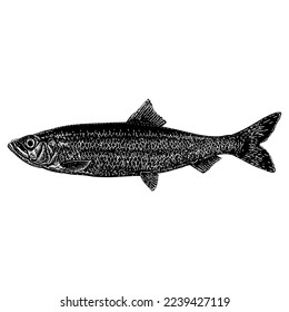 Herring hand drawing vector isolated on white background.