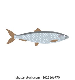 The herring is isolated on the white background.