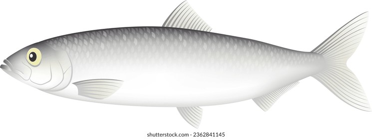 The herring isolated on white background