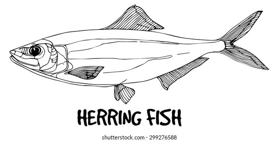 Herring in lines on white background.Vector ready for fish shop.