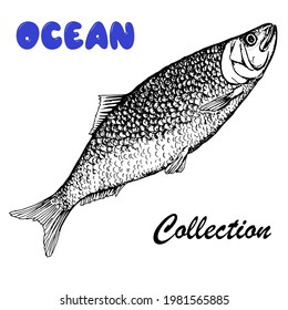 Herring. Sea fish. Vector stock illustration.Hand drawing. Black and white sketch. Isolated on a white background.Retro style.For decoration of the menu in bars and restaurants. Labels and packaging 