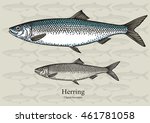 Herring, Sild. Vector illustration with refined details and optimized stroke that allows the image to be used in small sizes (in packaging design, decoration, educational graphics, etc.)