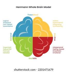 Herrmann's Whole Brain Model Infographic Vector