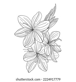 Hesperantha coccinea Sunrise exotic flower contour isolated vector, stock image, for design and decor, sticker, print, laser cut