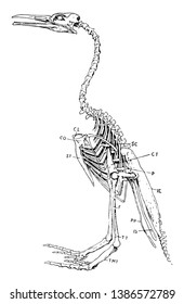 Hesperornis is a genus of flightless aquatic birds, vintage line drawing or engraving illustration.