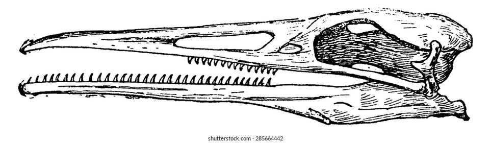 Hesperornis skull, vintage engraved illustration. Natural History of Animals, 1880.
