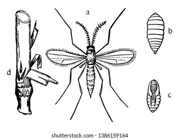 Hessian Fly Stages Has Been Minimal In Pennsylvania, Vintage Line Drawing Or Engraving Illustration.