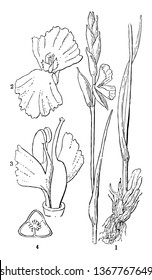 Hetaeria is a genus of flowering plants in orchid family, Orchidaceae. 1: Hetaeria Pygmaea, 2: flower, 3: fertile stamen & two lateral sterile ones, 4: cross section of the ovary, vintage line drawing