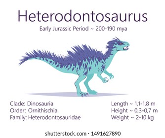 Heterodontosaurus. Ornithischian dinosaur. Colorful vector illustration of prehistoric creature heterodontosaurus and description of characteristics and period of life on white background. Fossil dino