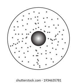 heterogametes of fucus in biology