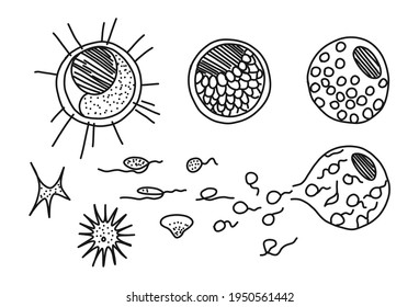 Heterogenic Monads Nittela Origin, Biology Sience Isolated On White Concept, Vector Illustration. Organism System Set, Protoplasm Segmentation Process. Hand Drawn Amoeba And Actinophrys.