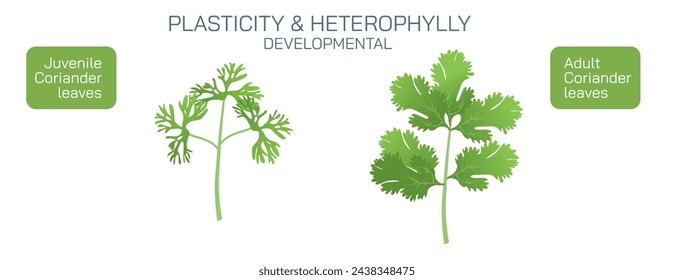 Heterophylly plasticity refers to the different shapes of leaves present at different stages of life or different environmental conditions. It can be environmental, habitual and developmental vector.