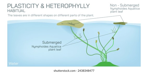 Heterophylly plasticity refers to the different shapes of leaves present at different stages of life or different environmental conditions. It can be environmental, habitual and developmental vector.