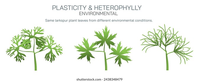 Heterophylly plasticity refers to the different shapes of leaves present at different stages of life or different environmental conditions. It can be environmental, habitual and developmental vector.