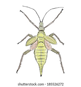 Heteropteryx insect, sketch for your design