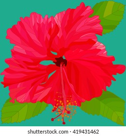 hibiscus