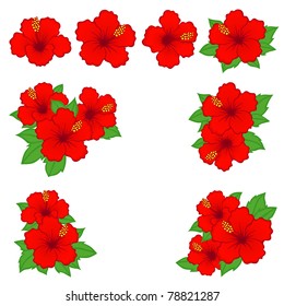 hibiscus