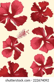 hibiscus background vector/illustration