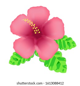 Hibiscus beautiful blooming flower with leaves isolated on white background. Closeup macro detailed view.Hibiscus and leaves vector.