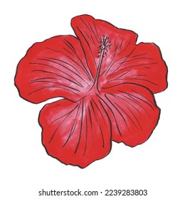 hibiscus blooming flower, watercolor drawing