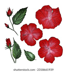 Hibiscus blooming flowers set, watercolor drawing. Bright red flower on white background. Leafs and Hibiscus buds, watercolor drawing of unopened flower with leaves.