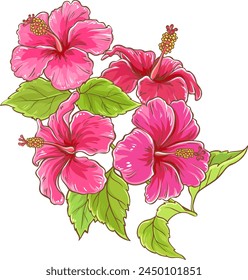 Hibiscus Branch Colored Detailed Illustration