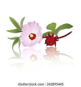 Hibiscus branch (Hibiscus sabdariffa)